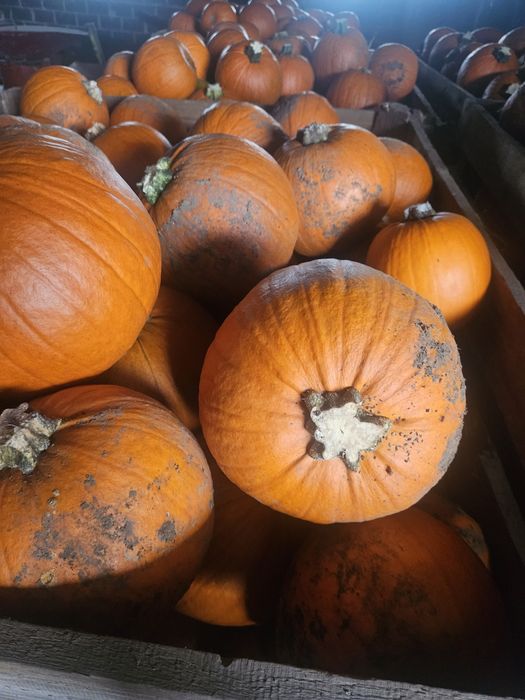 Dynia halloween 1-3, 3-6 , 6-10