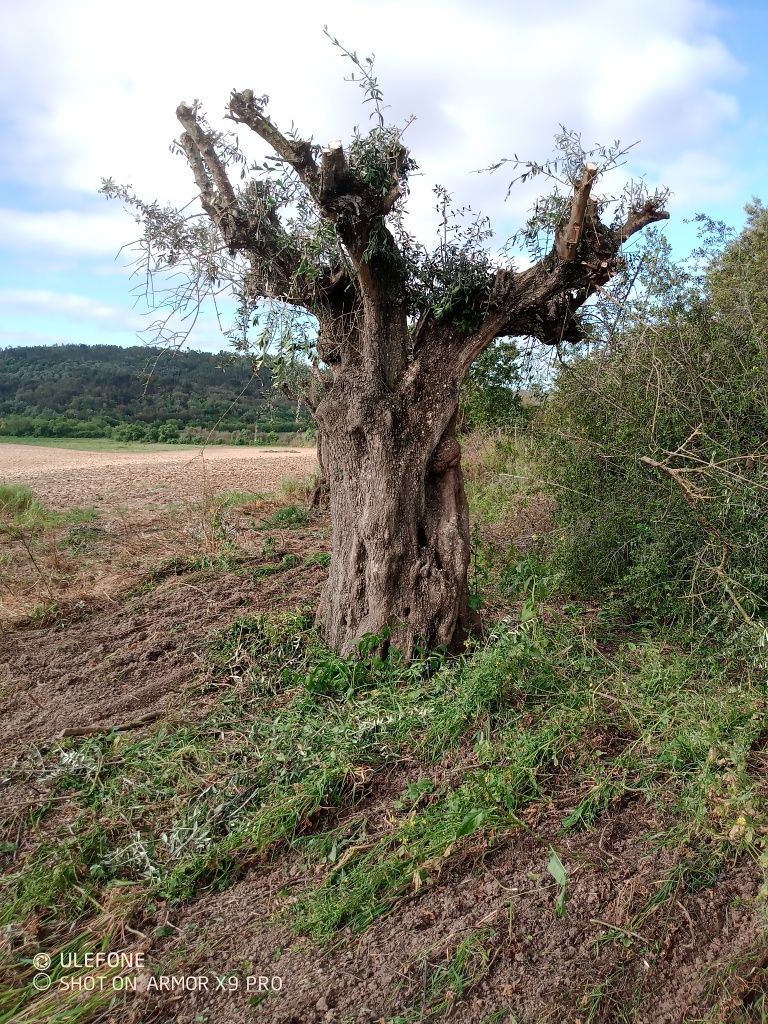 Oliveiras centenarias