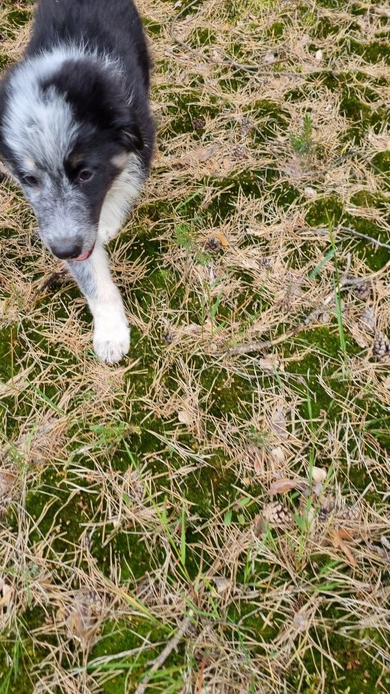 Piesek w typie border collie
