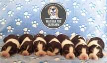 Beagle tricolor szczenię