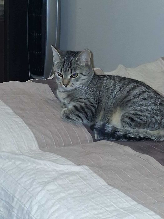 Śliczna, bura kotka szuka dobrego domu