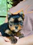 Yorkshire terrier ZKwP FCI piesek