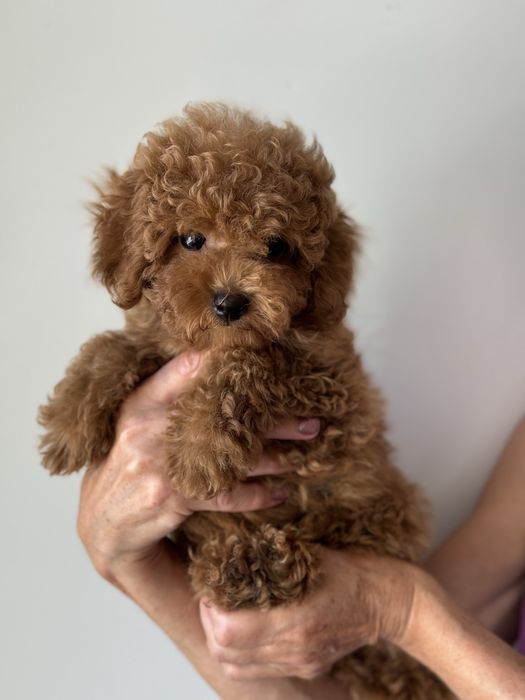 Мальтипу мальчик рад браун с коротеньким носиком