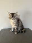 Maine Coon kocurek