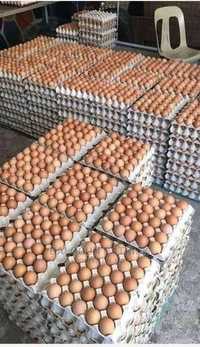 Ломан Браун Венгрия ,хайсекс Браун ,ломан Браун ,яйца для инкубации