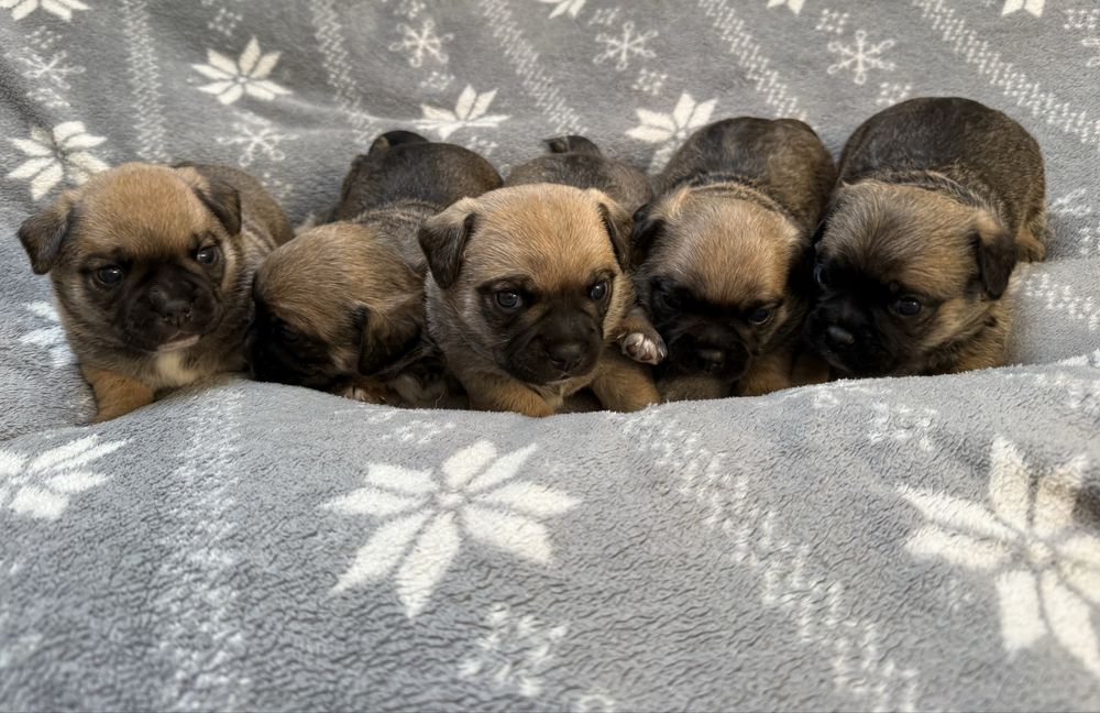 Szczeniaki do oddania