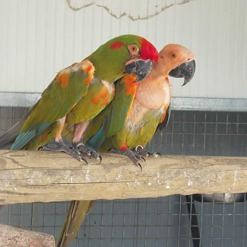 Casal de Araras Rubrogenys