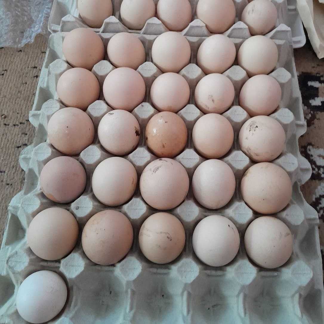 Яйця для інкубатора породи курей амрокс