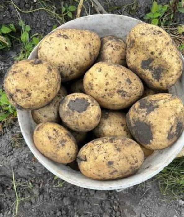 Картопля для їди (бараболя, бульба)