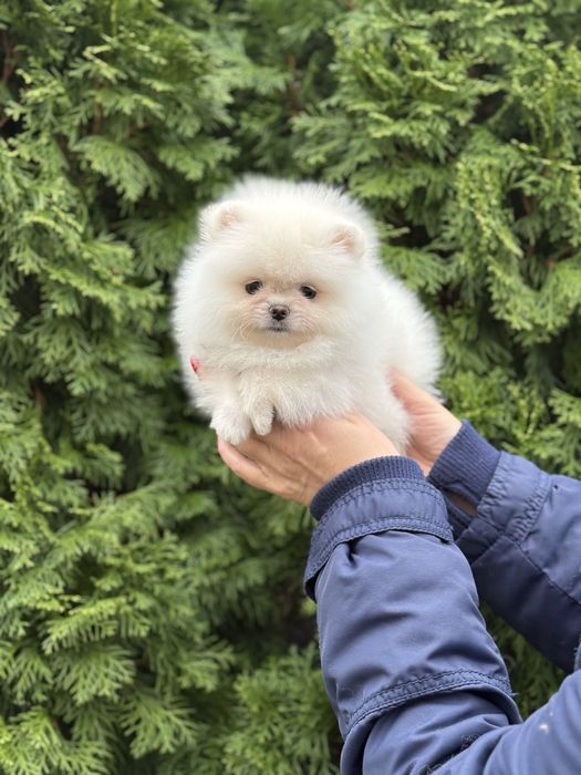 Цуценята померанського шпіца