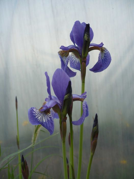 Rośliny wodne, rośliny przybrzeżne , Kamieńsk lesiakowski.pl