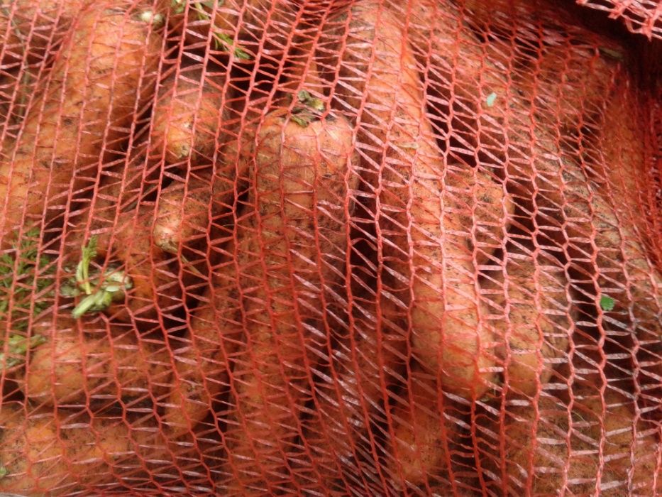 Marchew z ziemi torfowej. Idealna na świeży rynek...