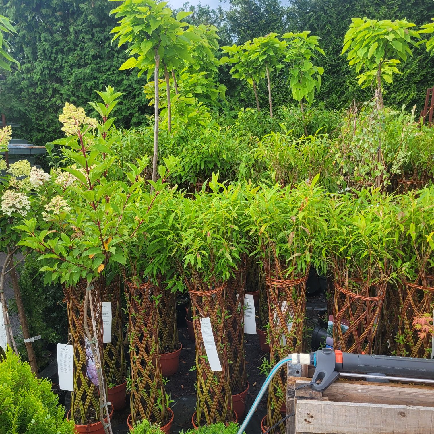 Wierzba pleciona salix