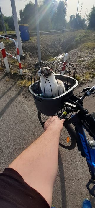 Kosz plastikowy transporter na rower TRIXIE dla psa kota