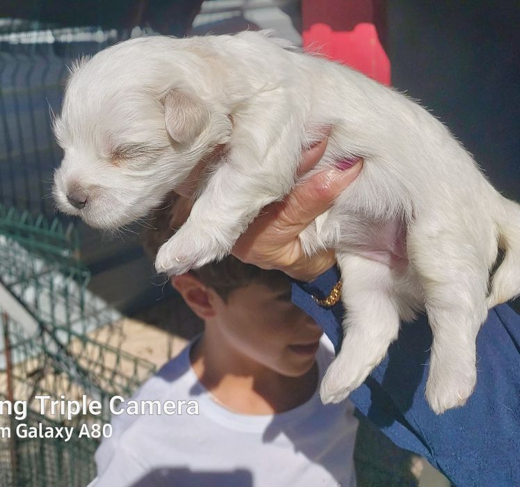 Lindo cachorrinho bixom maltes branquinho