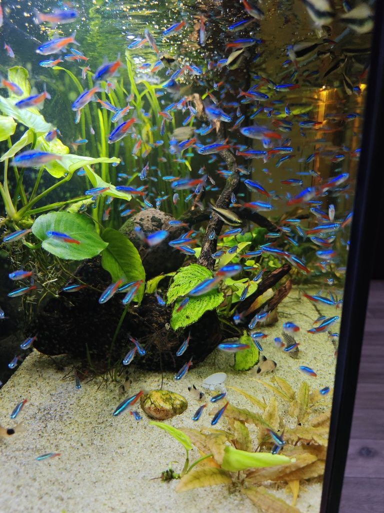 Neon  innesa Rybki