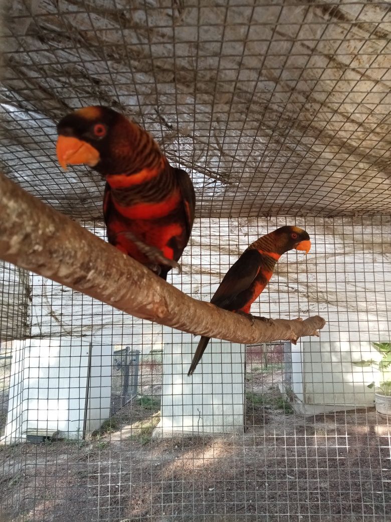 Casal Loris Fuscata