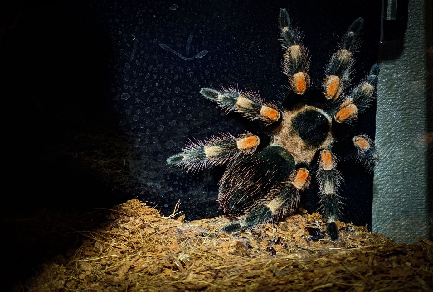 Паук-птицеед Brachypelma Hamorii 10L + террариум