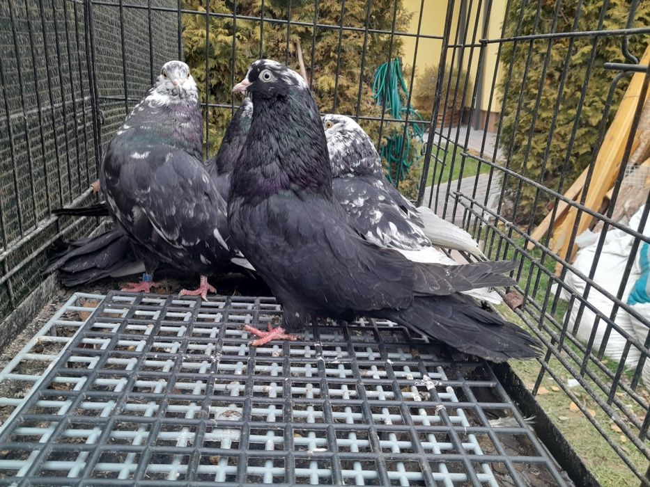 Gołębie mikołajewskie białogłówki