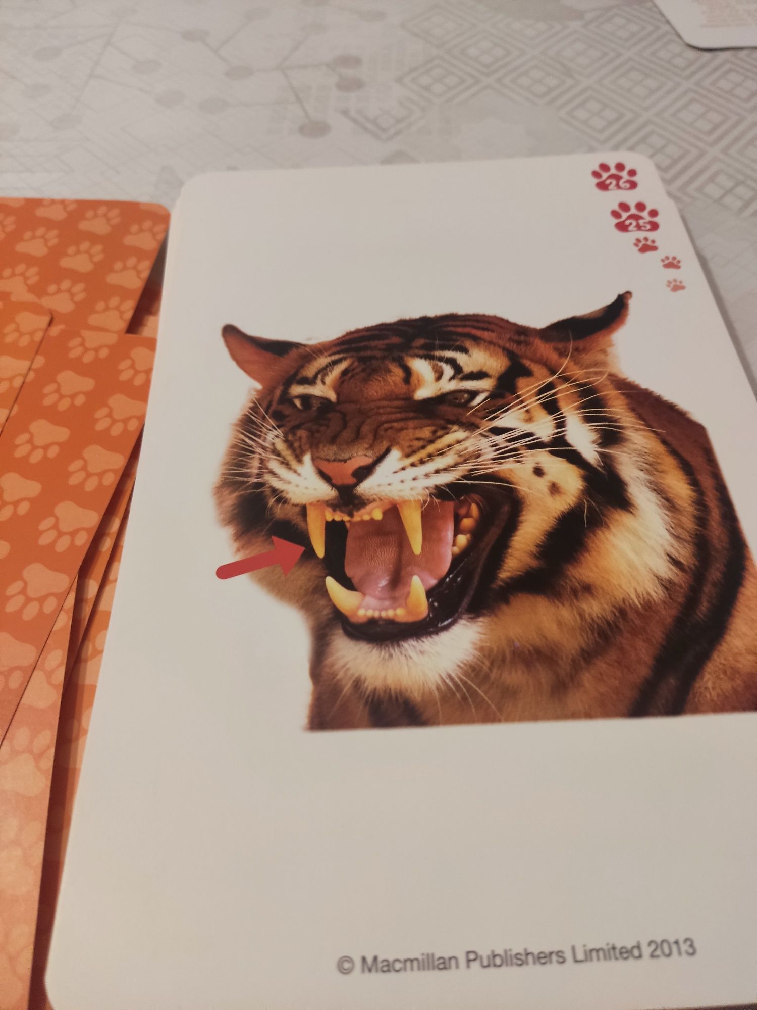 Tiger 3 flashcards karty obrazkowe