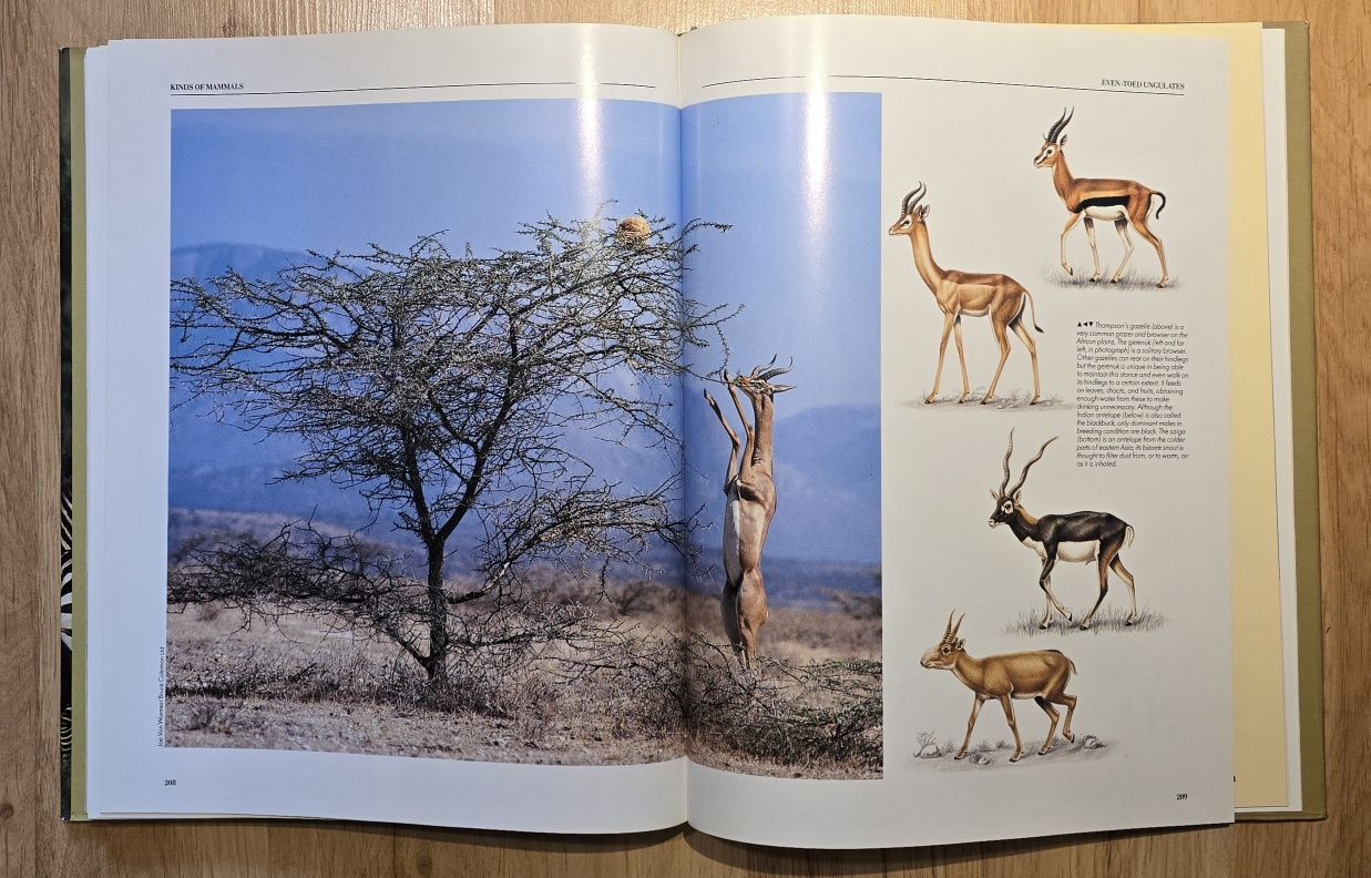 Zoologia Ssaki Encyklopedia of Mammals G McKay j. ang. Piękny album *