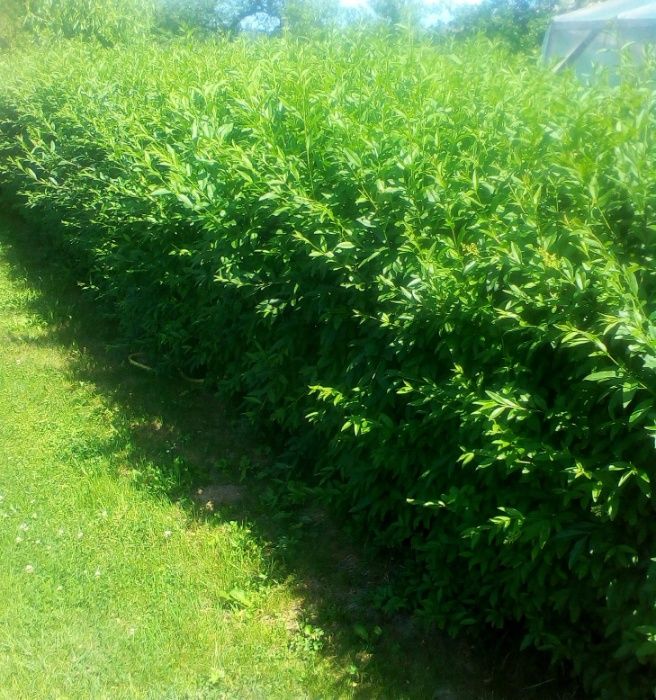 Żywopłot ligustr sztobry