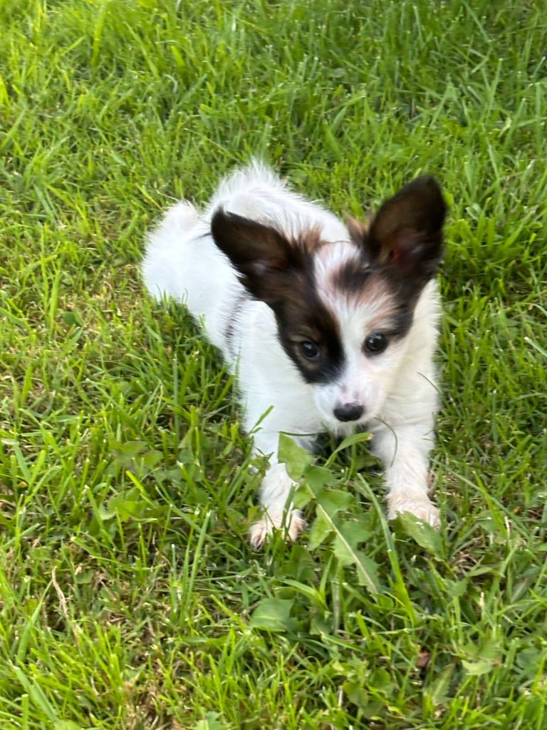Papillon (spaniel kontynentalny) - piesek