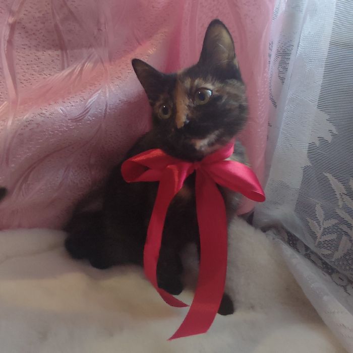 Кошенята в добрі руки