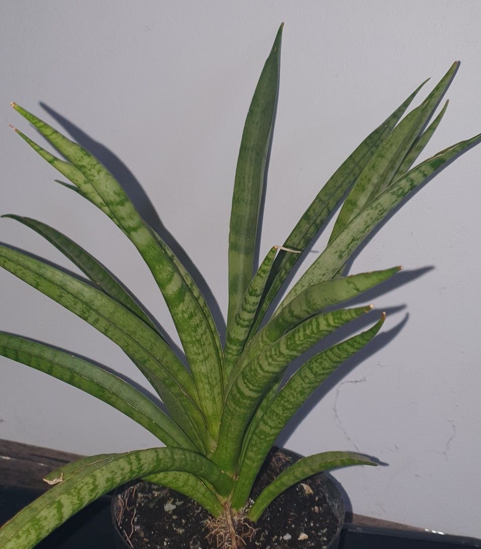 Сансевиерия Sansevieria Comet Rocky Mountain,