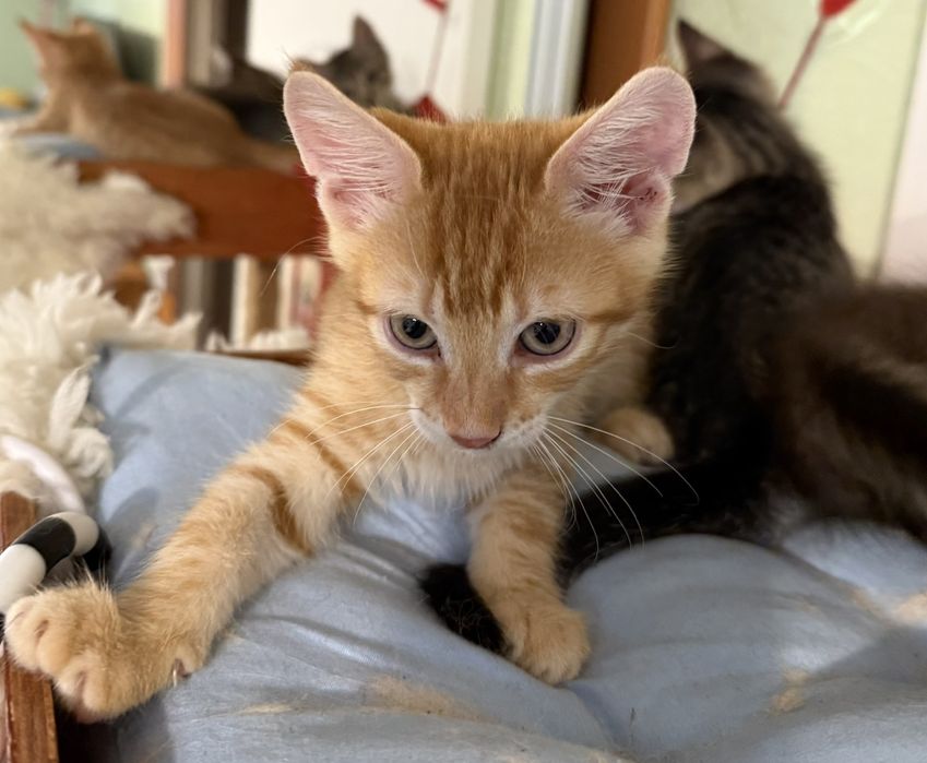 3х месячные котята.