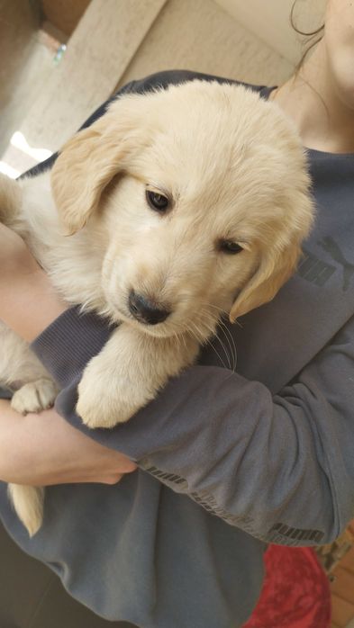 Голден ретрівер щенятка