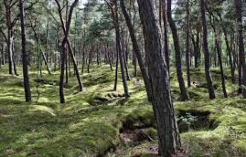 Wolne terminy Majowka Wyspa Sobieszewska-Morze Bałtyckie,Wisła