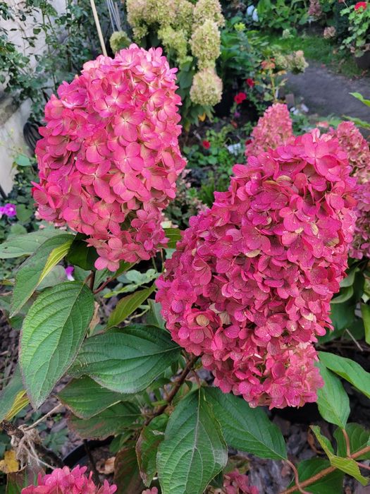 Гортензия метельчатая, разные сорта