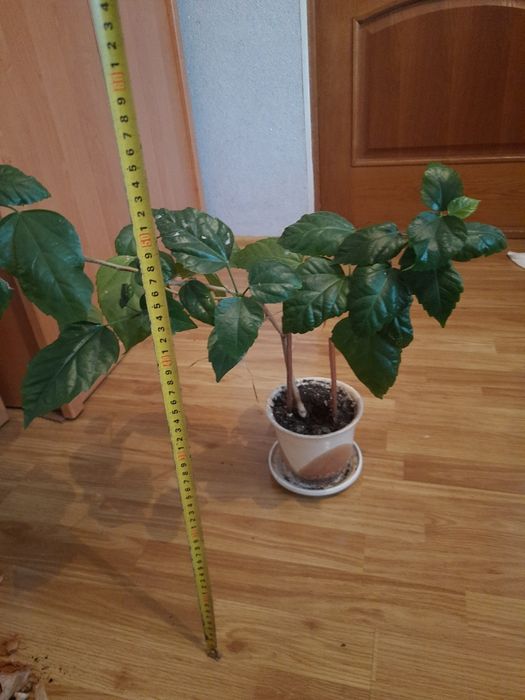Вазон китайська роза