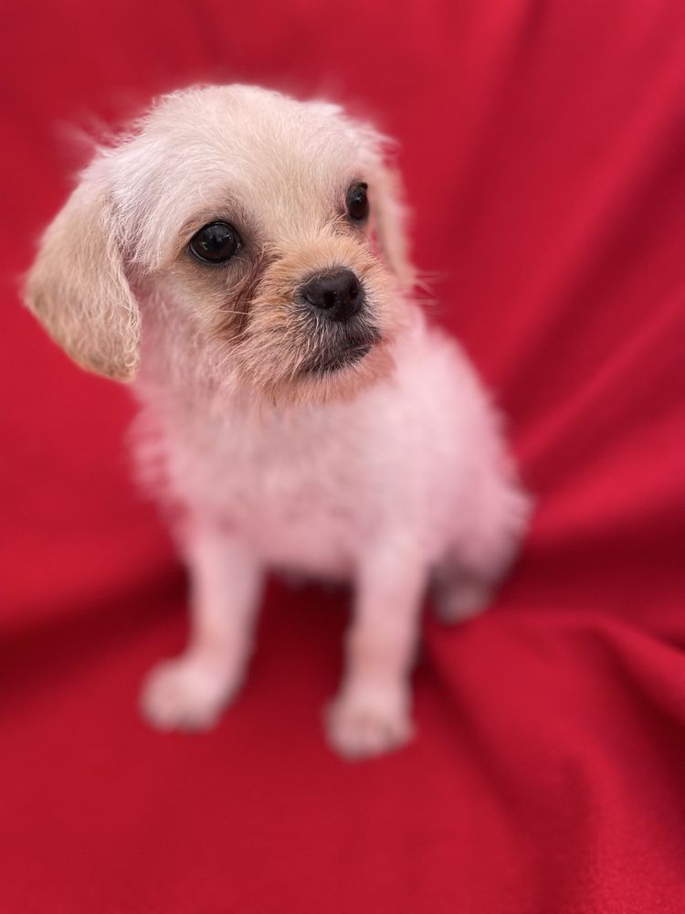 PIESEK mops chihuahua