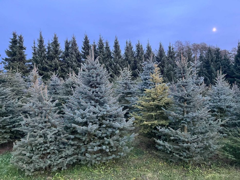 Świerki, choinki z przydomowej plantacji. Hurt