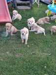 Golden Retriever suczka biszkoptowa do rezerwacji