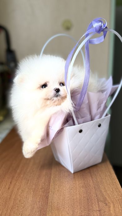 Крихітний малюк помчик