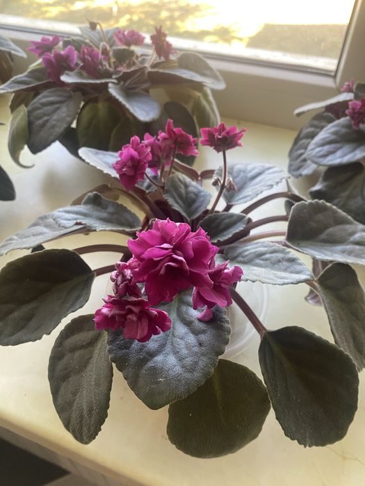 Фиалки взрослые цветущие