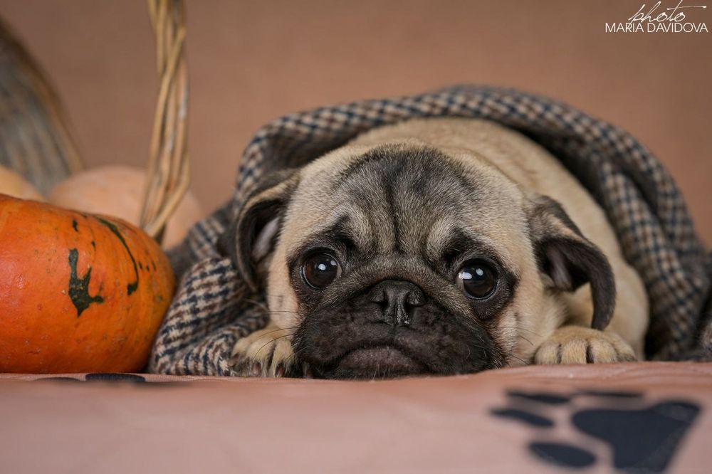 Продажа  мопсо-детей