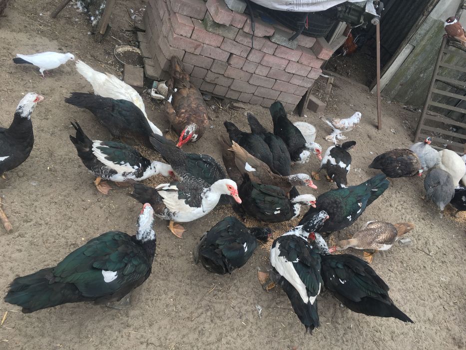 Kaczki piżmowe francuskie