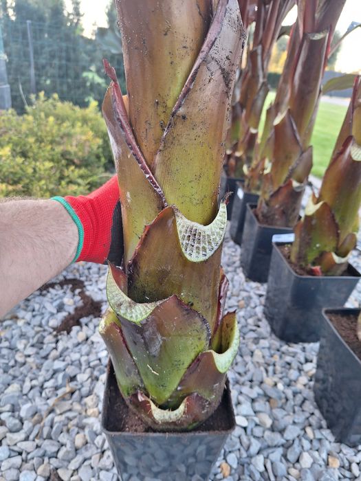 Bananowiec ensete ventricosum maurelli Banan