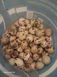 Ovos de codorniz