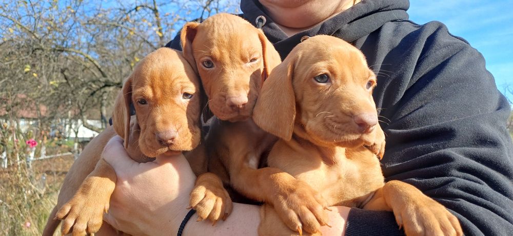 Цуцинята породи Угорська Віжла