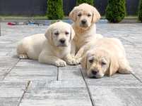 Labrador retriever
