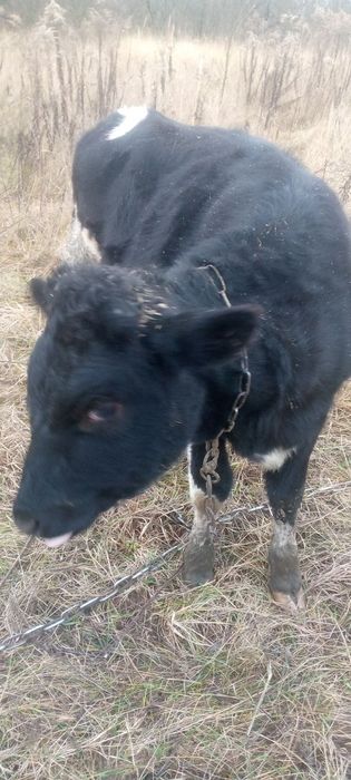 Продам теличку , терміново