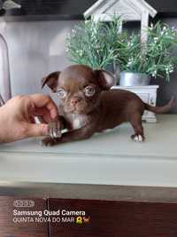 Chihuahua puro Super Mini. Chocolate Linhagem russa.Cabeça de maçã.