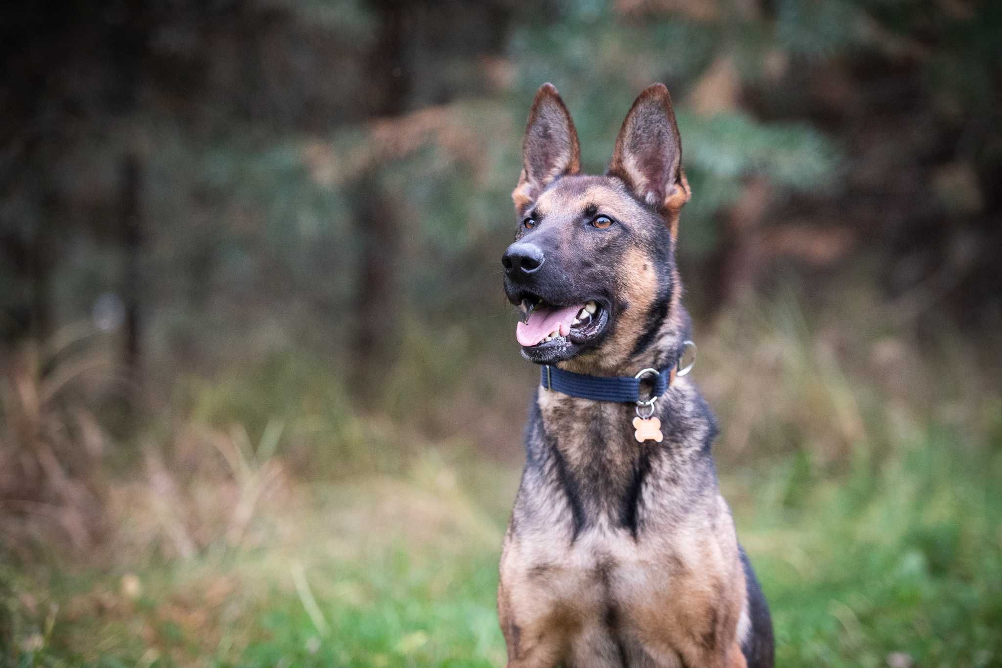 Uran - czysta energia. Owczarek belgijski malinois