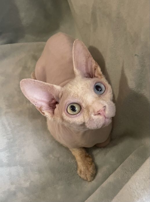 Разноглазый сфинкс