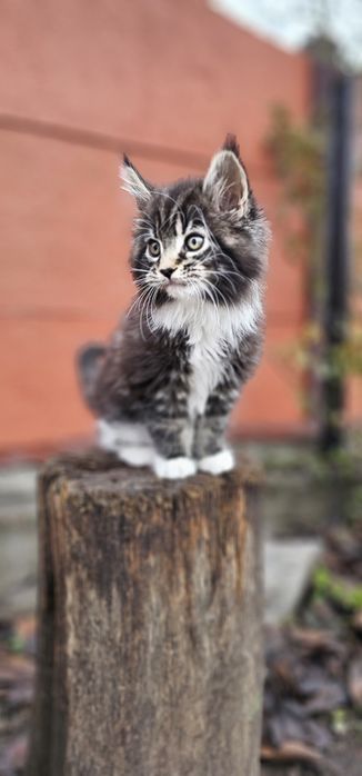 Кот Мейн Кун ждёт девочку